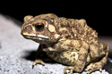 Toad Enemies